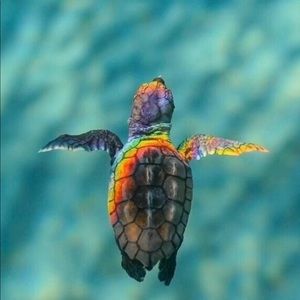 Meet your Posher, Skye